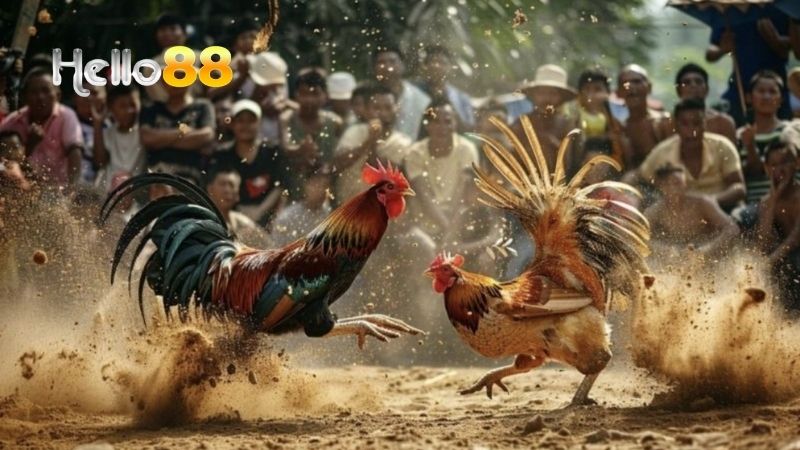 Gà Chọi Chiến Thắng: Hello88 Bí Quyết Nhận Biết Gà Chất Lượng 2 Gà chọi chiến thắng