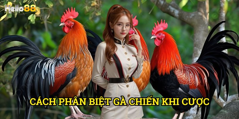 Cách phân biệt gà chiến khi cược Hello88 - Nhận diện gà chất lượng