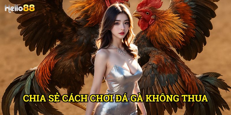 Chia sẻ cách chơi đá gà không thua Hello88 - Bí quyết từ cao thủ lâu năm
